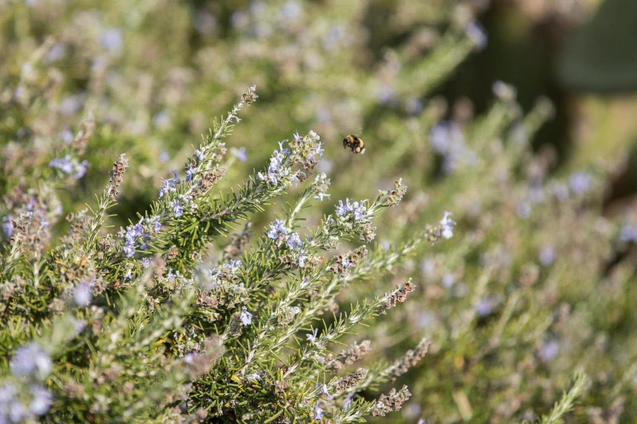 Masseria Cimino Savelletri ภายนอก รูปภาพ
